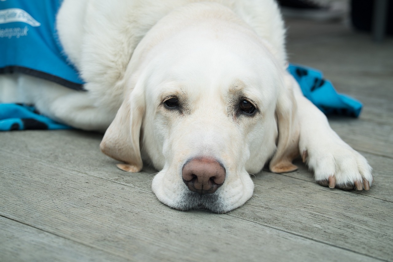 What to Do If Your Pet Has a Broken Bone